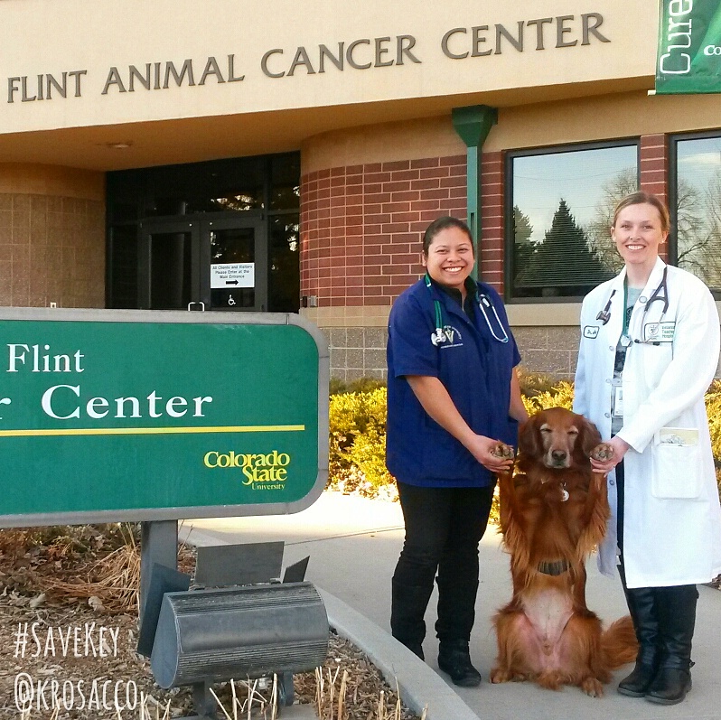 Canine Cancer Vaccine Study Seeks Participants - Canine University Denver