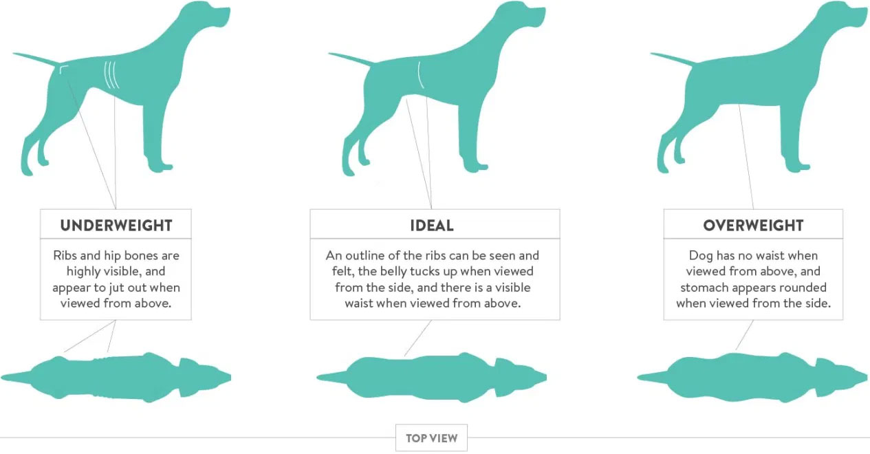 dog ideal weight