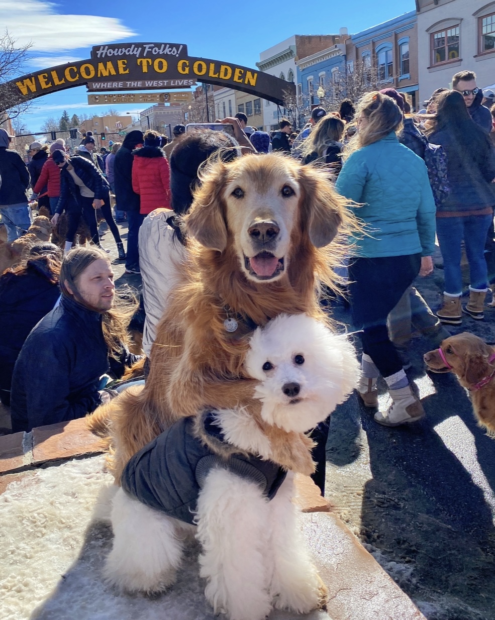 Goldens in Golden 2023 Canine University Denver